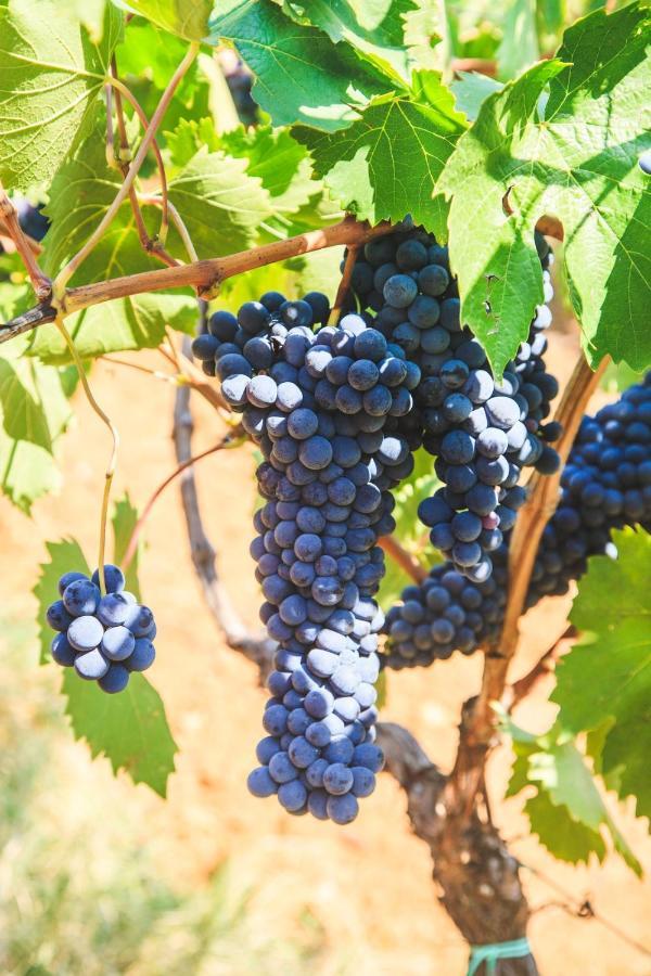 Case Vacanza Podere Risoino 포지본시 외부 사진