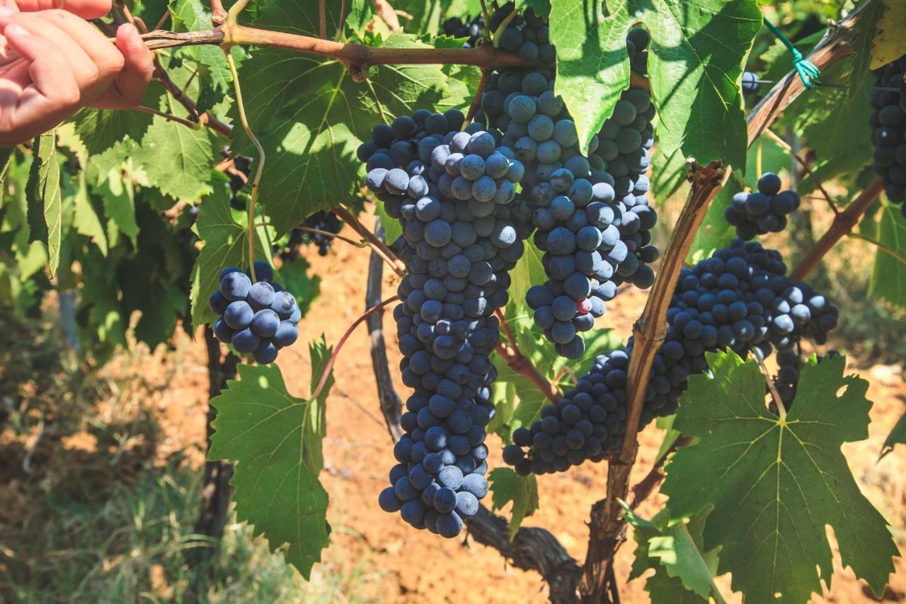 Case Vacanza Podere Risoino 포지본시 외부 사진